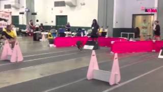 Baklavas Enjoying Flyball