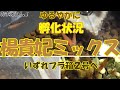 【メダカ 飼育】楊貴妃ミックス～年越し20匹以上を目標に……