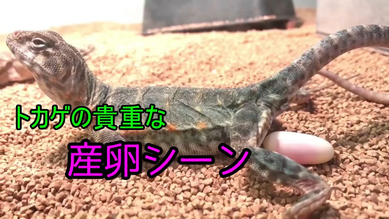 トカゲが産卵する瞬間 クビワトカゲ Youtube