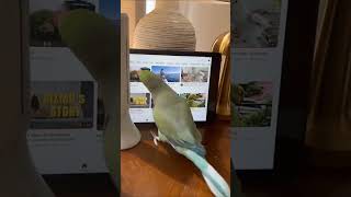 Even Parrot Watches Youtube #shorts