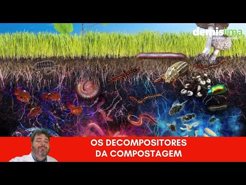 Os decompositores da Compostagem por Demis Lima
