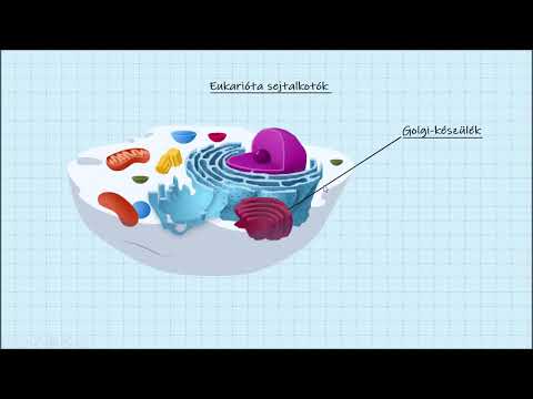 Videó: Minden eukarióta sejtben?