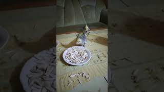 Sultan papağanları çekirdek yer mi 🤔