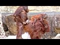 面白いチャッピーさんファミリー・オランウータン