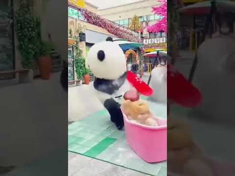panda#funny#shorts
