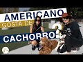 CACHORRO EM TAMPA