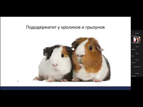 Пододерматиты у грызунов и кроликов