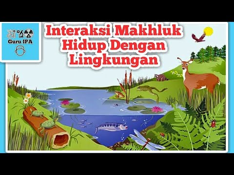 Video: Bagaimana pohon berinteraksi dengan organisme lain?