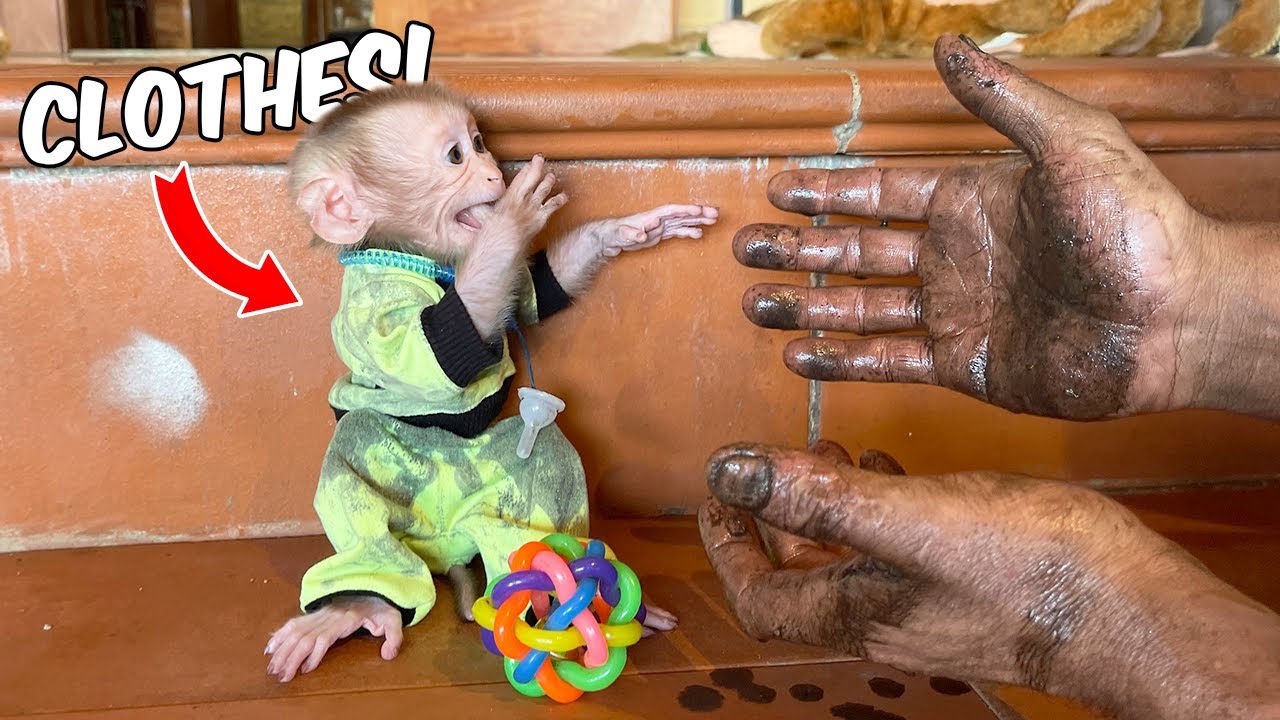 Monkey YuYu's Adorable Childhood with Dad! HERE!