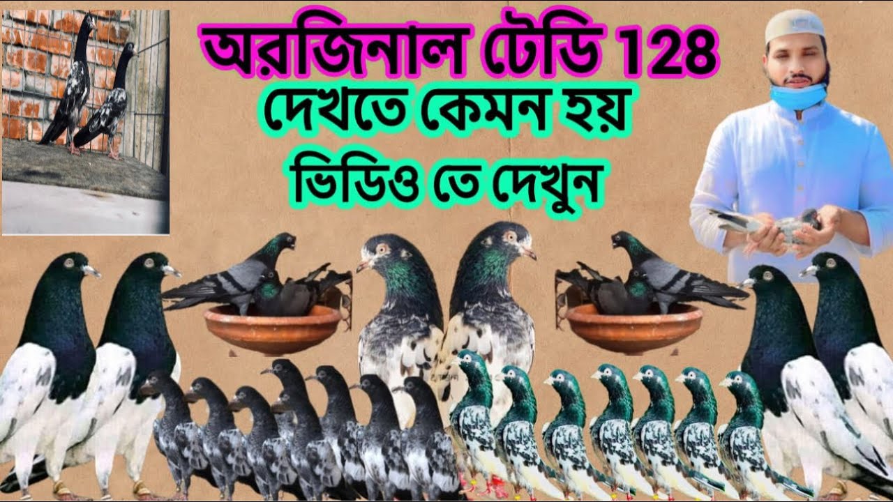 #অরজিনাল টেডি 128 দেখতে কেমন হয়ভিডিও তে দেখুন#teddykabotar #pakistani #highflyer#pigeon #