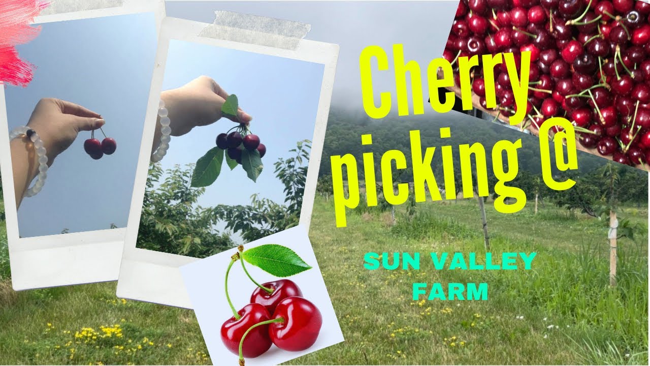 🍒 Cherry Picking in Hamilton 🍒 l PYO Cherries Sun Valley Farm 🍒 YouTube