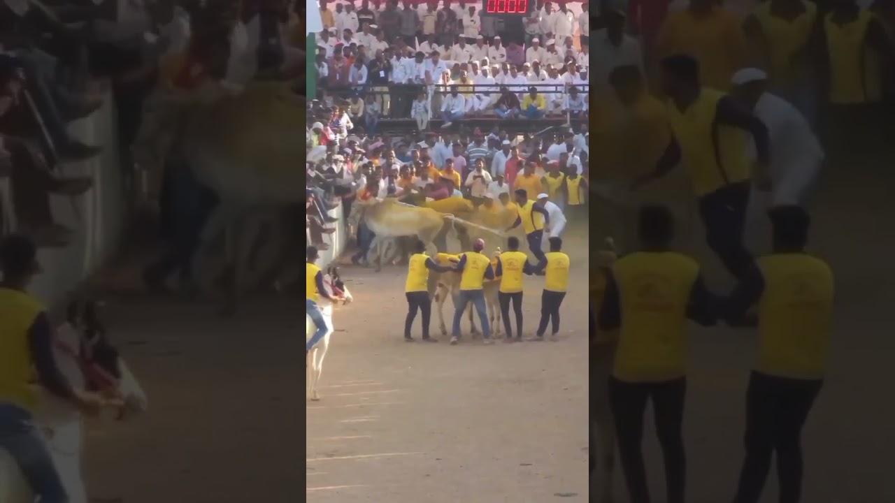 Pune Maharashtra बैल  रेस # बैलगाडा # Maharashtra  # Winnerbail