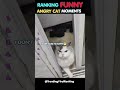Ranking Funny Angry Cat Moments #funnycats #cat #catvideos #ranking #shorts #trendingnow