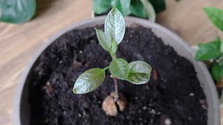Avocado from seed 2