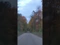 Tunnel of trees #shorts