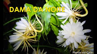 Floração da dama-da-noite é flagrada com recurso fotográfico que acelera  o tempo, Terra da Gente