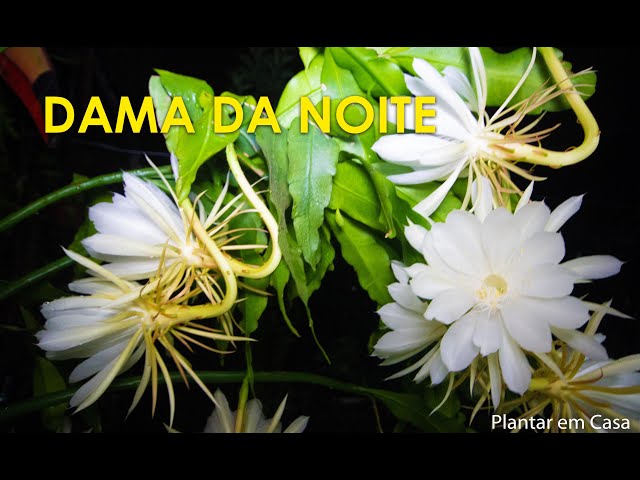 SAIBA TUDO SOBRE A FLOR DAMA DA NOITE! 