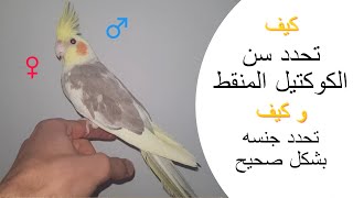 تحديد جنس و سن الكوكتيل المنقط