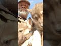 The wolf cubs and their kind hearted foster father 