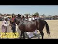 #all TIME BEST HORSE DANCE AT MELA BELI DILAWAR