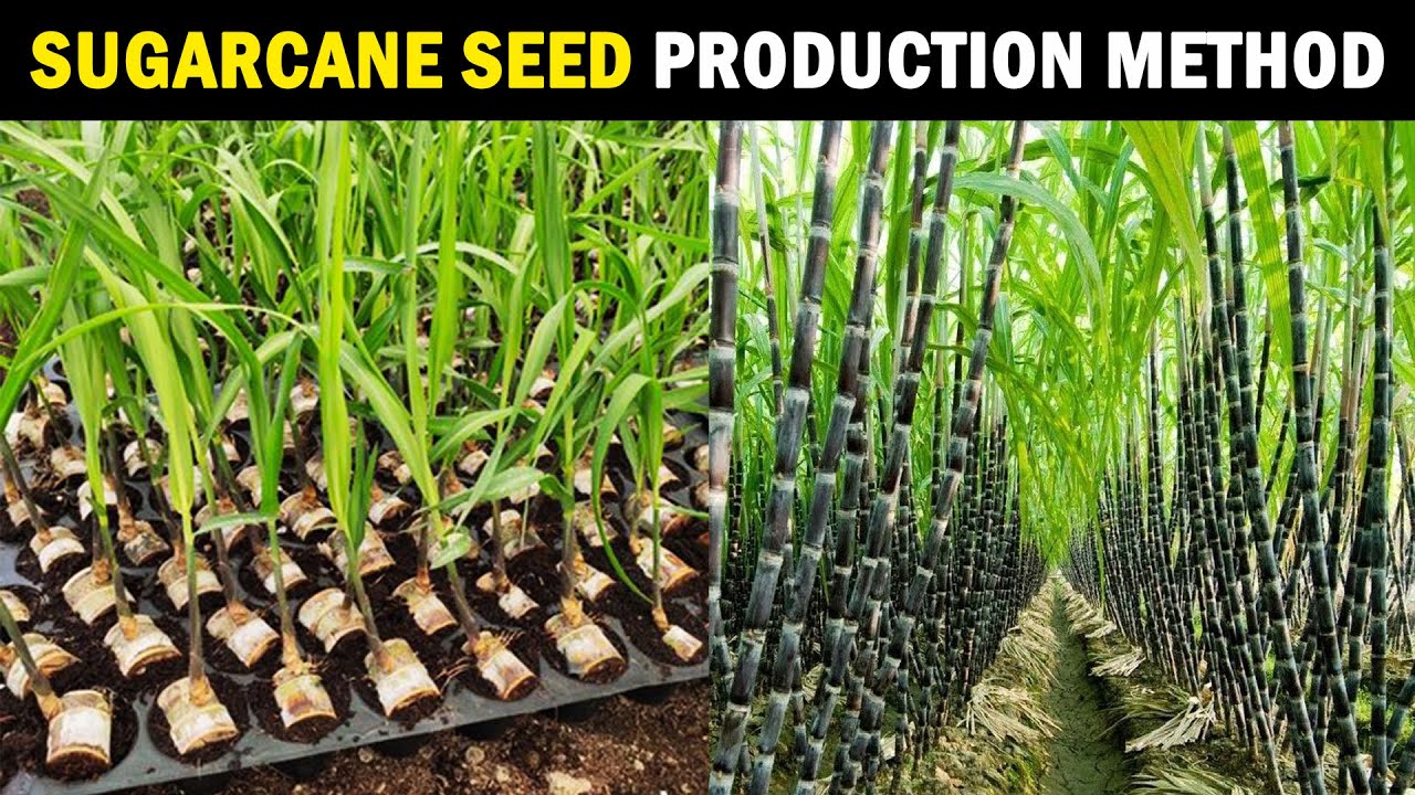 Different sowing methods of sugarcane in different region | PDF