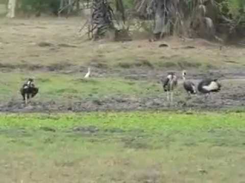 White-headed Vulture - Marabou Stork interaction. 