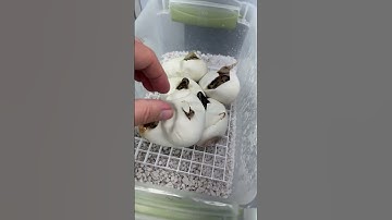 More Clown Pied Ball Pythons hatching now!