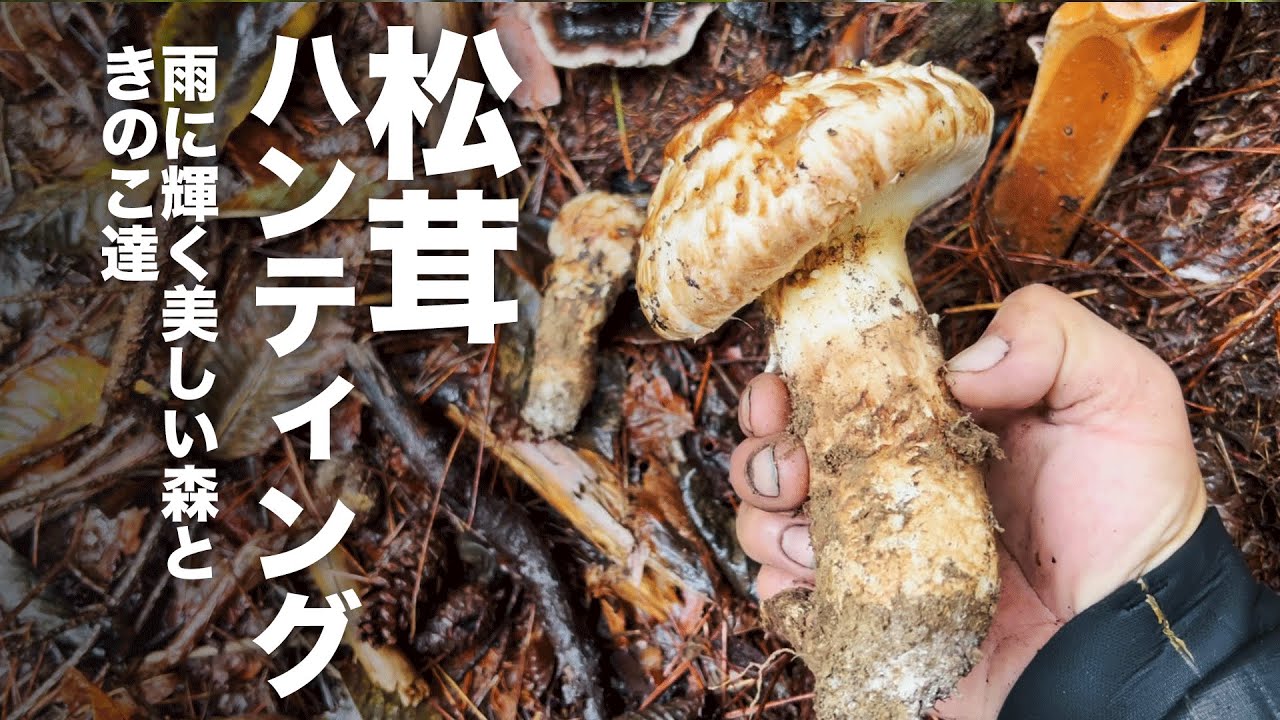 王者マツタケを追う。雨降る美しい森の映像をiphone13の映像でお楽しみください。[きのこ狩り]