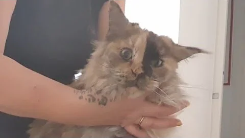 Watch the video about 🐱💖 Maine Coon Cat Grooming #catgrooming #mainecoon #mainecooncat #catlover #catlife #catvideos #cat