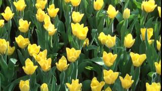 Yellow Tulips - Free HD Stock Footage (No Copyright) ---- Easter Flowers