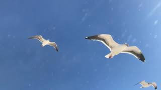 Newport Beach (Seagulls pushed by the wind in the blue sky)