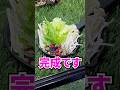 余った野菜でリクガメ専用鍋を作ってみた