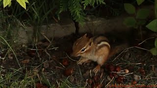 Chipmunk duke ngrene qershia ne oborr. Beutiful Chipmunk eating cherry in my backyard