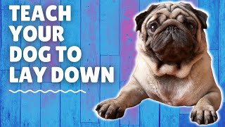 How to Train Your Dog to Lay Down On Command: 6 EASY Steps