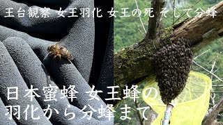 ニホンミツバチ春の群観察 〜女王蜂の誕生から分蜂まで〜