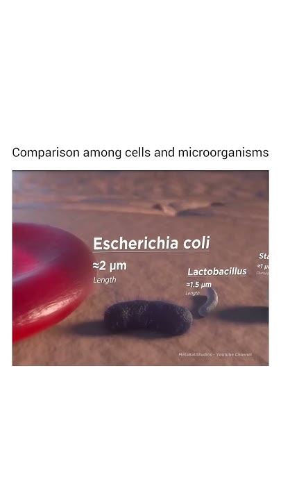 how-big-are-humans-compared-to-microorganisms-youtube