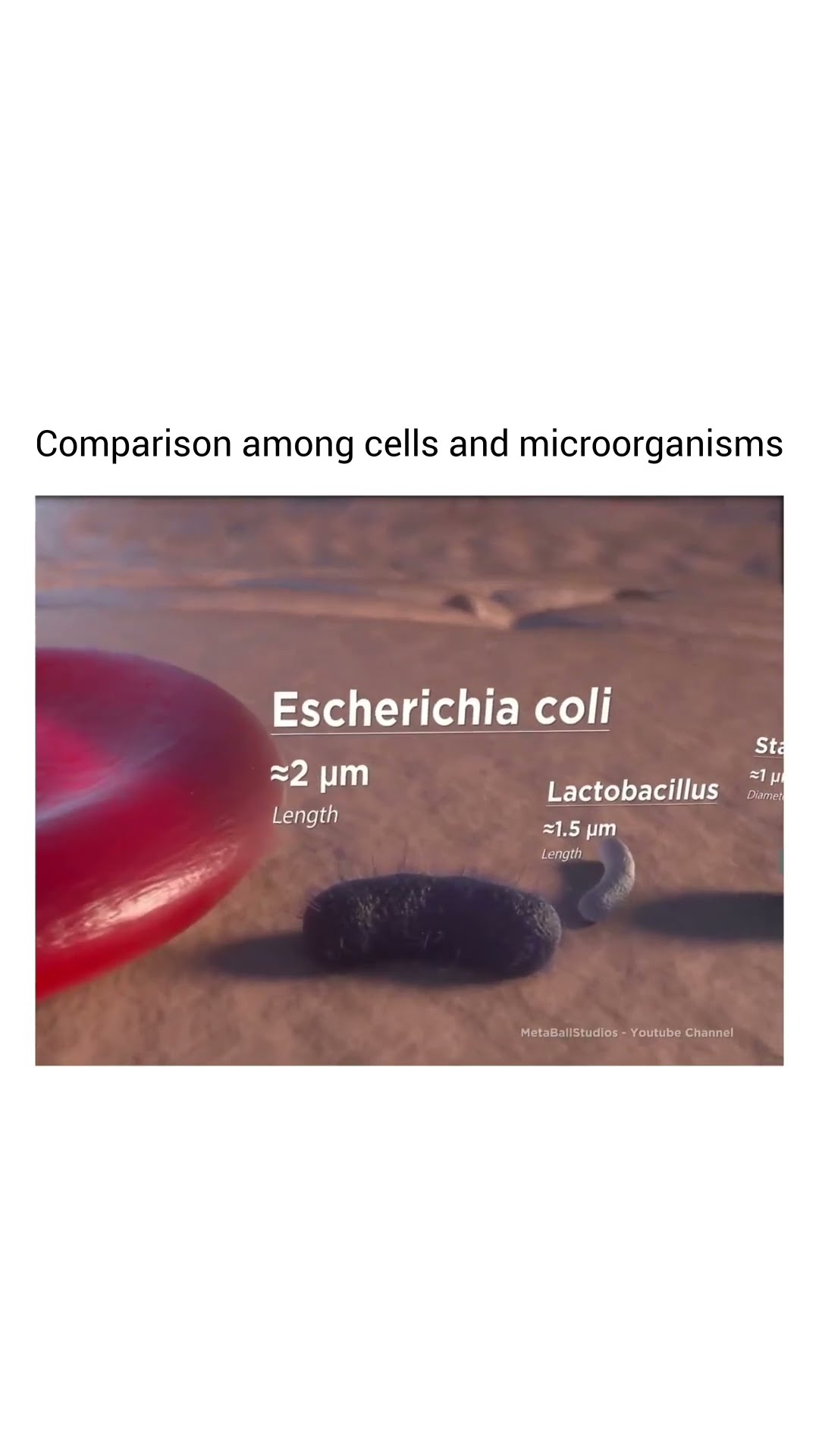 How BIG Are Humans Compared To Microorganisms YouTube How BIG Are Humans Compared To Microorganisms YouTube