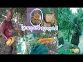 ផ្អែមឈ្ងុយទឹកឃ្មុំធម្មជាតិ / Sweet natural honey