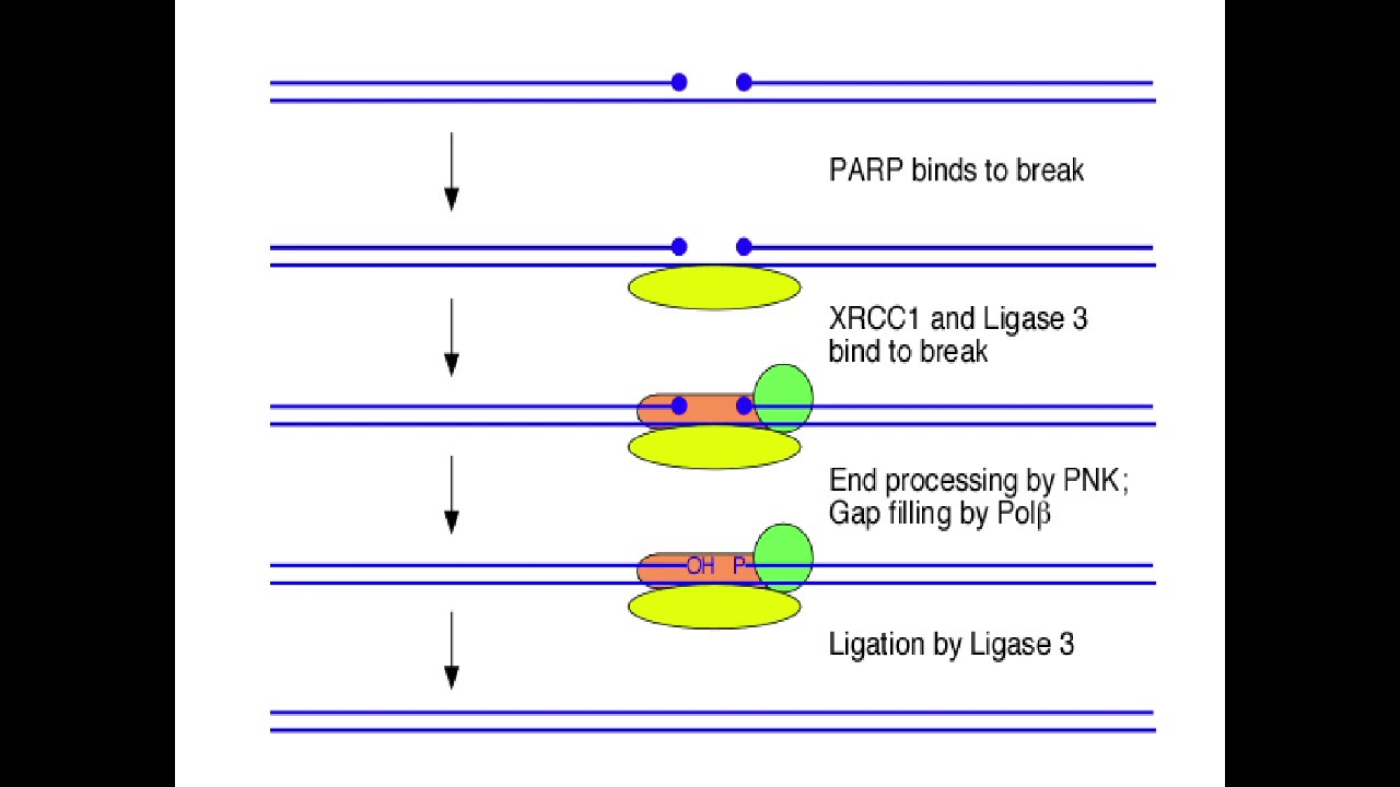 Modification enzymes Part 1 Ligase YouTube