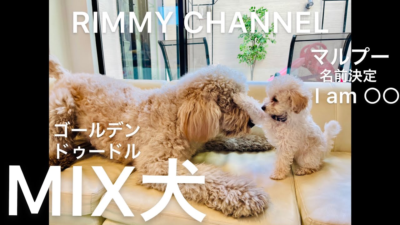 大型犬と超小型犬 生後３ヶ月のマルプーが可愛すぎる ゴールデンドゥードルのリミィ Youtube