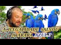 A ILEGALIDADE SALVOU A ARARA AZUL.? RICHARD RASMUSSEN. #animais #richardrasmussen #floresta