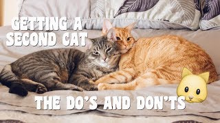 TIPS ON BRINGING A SECOND CAT INTO YOUR HOME