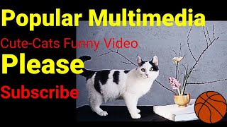 Popular Multimedia Youtube Channel Funny Cute Cats Video. How To Upload A Video On Youtube .