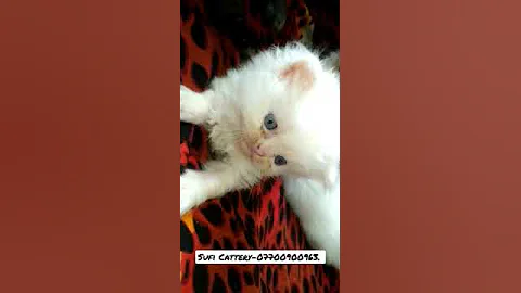 Video 11692681: persiancat persians, persiancat cat kitten pets