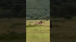 Epic Fail Zebras Outsmart Hunting Lioness