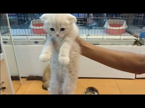 วีดีโอ: แมวสะวันนา: ซื้อได้ที่ไหนและราคาเท่าไร