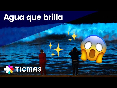 Video: ¿Qué son las bacterias luminiscentes?