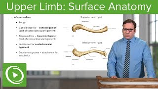 Upper Limb: Surface Anatomy & Osteology – Anatomy | Lecturio