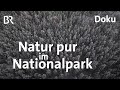50 Jahre Nationalpark Bayerischer Wald | Zwischen Spessart und Karwendel | Doku | BR