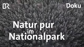 50 Jahre Nationalpark Bayerischer Wald | Zwischen Spessart und Karwendel | Doku | BR